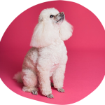 Pamper Your Pooch: Dog Grooming Essentials Every Owner Should Know